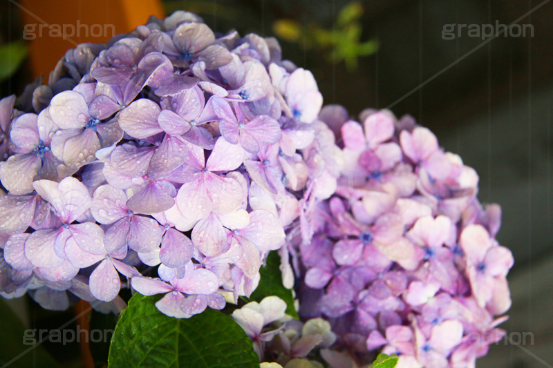 雨,あめ,梅雨,つゆ,あじさい,アジサイ,紫陽花,水滴,雨粒,小雨,rain,レイン,雨の日,花,ホンアジサイ,季語,フラワー,flower,6月