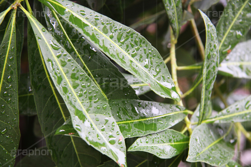 雨,あめ,梅雨,つゆ,草,植物,水滴,雨粒,小雨,rain,レイン,雨の日