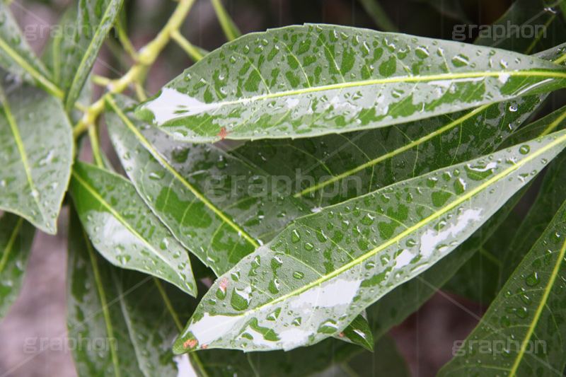 雨,あめ,梅雨,つゆ,草,植物,水滴,雨粒,小雨,rain,レイン,雨の日