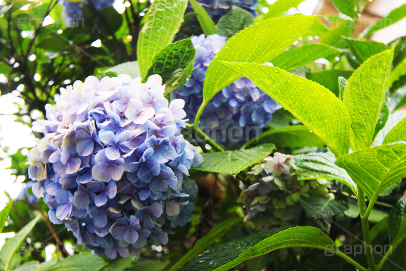 雨,あめ,梅雨,つゆ,あじさい,アジサイ,紫陽花,水滴,雨粒,小雨,rain,レイン,雨上がり,花,ホンアジサイ,季語,フラワー,flower,6月