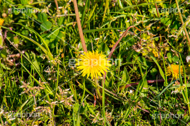 野に咲くタンポポ,たんぽぽ,タンポポ,野原,花,お花,フラワー,flower,spring,野花,雑草,春,キク科,多年草,フヂナ,タナ