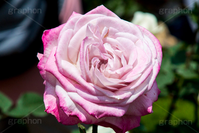 バラ,花,お花,フラワー,ローズ,flower,rose,園芸種,灌木,低木,つる植物,春,spring,薔薇