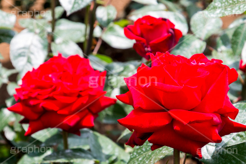 バラ,花,お花,フラワー,ローズ,flower,rose,園芸種,灌木,低木,つる植物,春,spring,薔薇