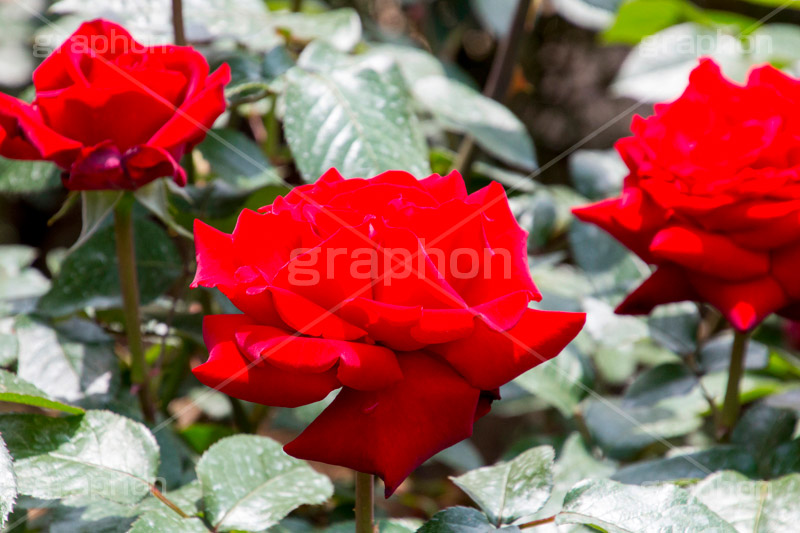 バラ,花,お花,フラワー,ローズ,flower,rose,園芸種,灌木,低木,つる植物,春,spring,薔薇