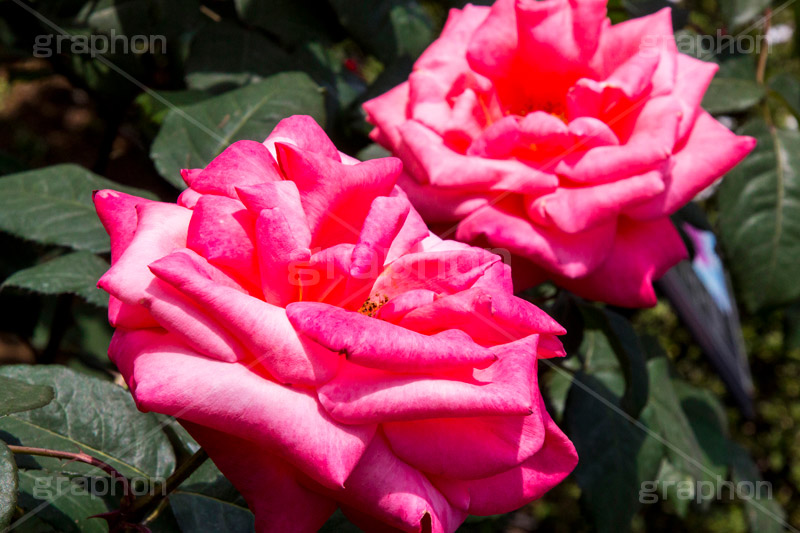 バラ,花,お花,フラワー,ローズ,flower,rose,園芸種,灌木,低木,つる植物,春,spring,薔薇