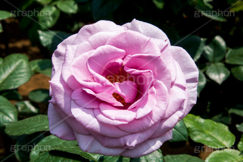 バラ,花,お花,フラワー,ローズ,flower,rose,園芸種,灌木,低木,つる植物,春,spring,薔薇