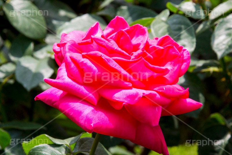 バラ,花,お花,フラワー,ローズ,flower,rose,園芸種,灌木,低木,つる植物,春,spring,薔薇