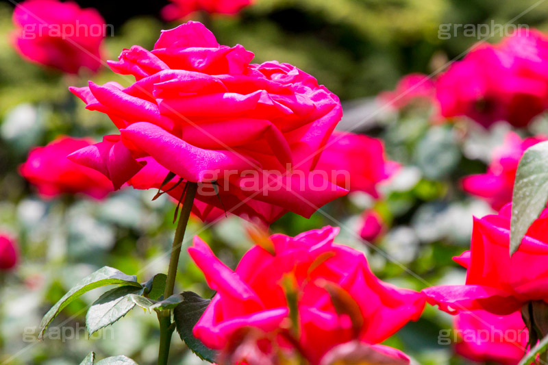 バラ,花,お花,フラワー,ローズ,flower,rose,園芸種,灌木,低木,つる植物,春,spring,薔薇