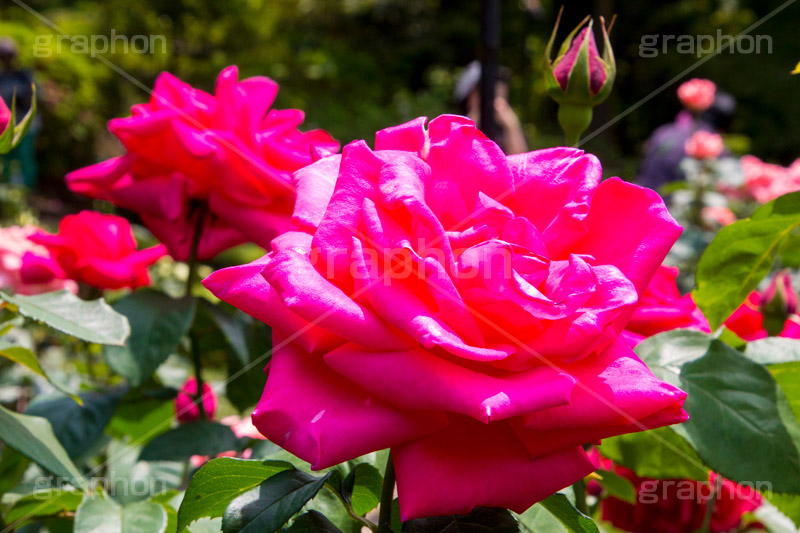 バラ,花,お花,フラワー,ローズ,flower,rose,園芸種,灌木,低木,つる植物,春,spring,薔薇