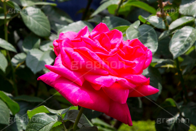 バラ,花,お花,フラワー,ローズ,flower,rose,園芸種,灌木,低木,つる植物,春,spring,薔薇