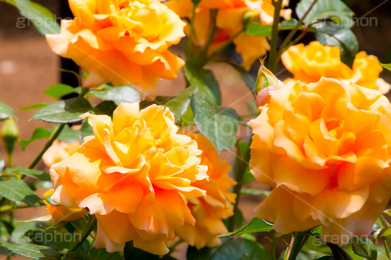バラ,花,お花,フラワー,ローズ,flower,rose,園芸種,灌木,低木,つる植物,春,spring,薔薇