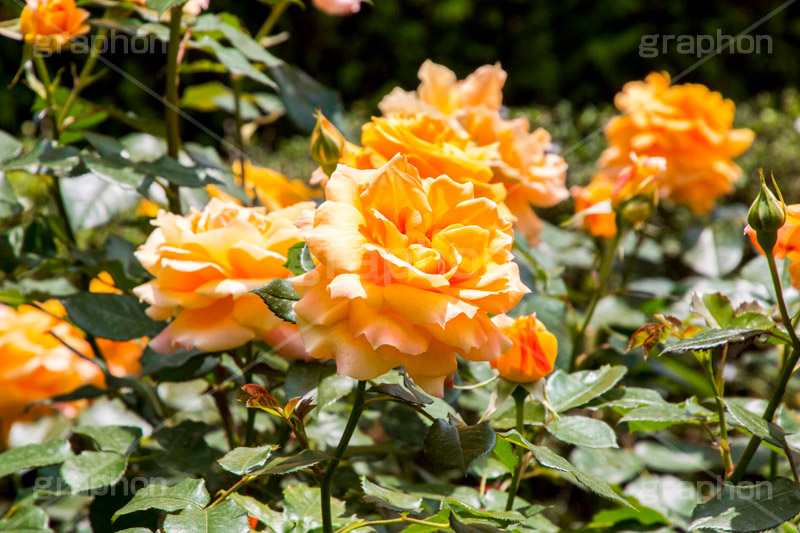バラ,花,お花,フラワー,ローズ,flower,rose,園芸種,灌木,低木,つる植物,春,spring,薔薇