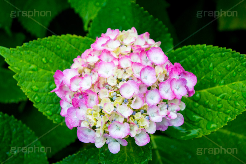 雨の日のあじさい,雨,あめ,梅雨,つゆ,あじさい,アジサイ,紫陽花,水滴,雨粒,小雨,rain,レイン,雨の日,花,ホンアジサイ,季語,フラワー,flower,6月