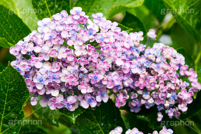 雨の日のあじさい,雨,あめ,梅雨,つゆ,あじさい,アジサイ,紫陽花,水滴,雨粒,小雨,rain,レイン,雨の日,花,ホンアジサイ,季語,フラワー,flower,6月