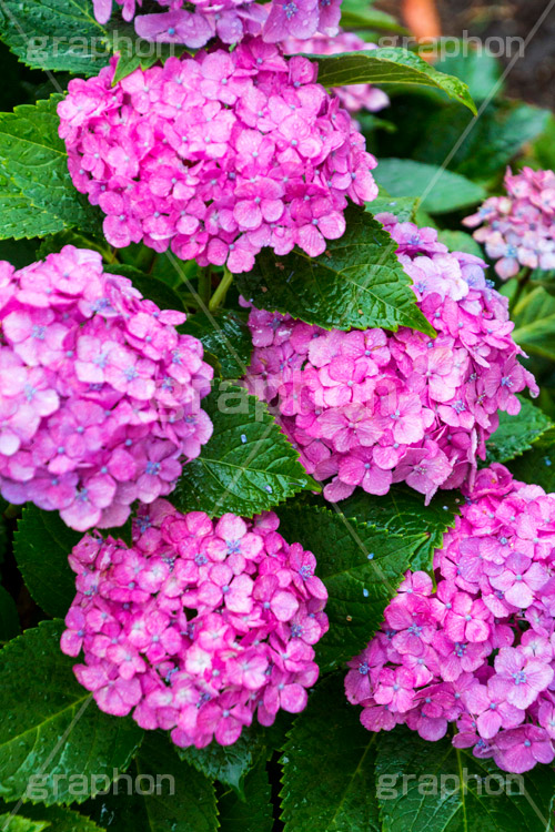 雨の日のあじさい,雨,あめ,梅雨,つゆ,あじさい,アジサイ,紫陽花,水滴,雨粒,小雨,rain,レイン,雨の日,花,ホンアジサイ,季語,フラワー,flower,6月