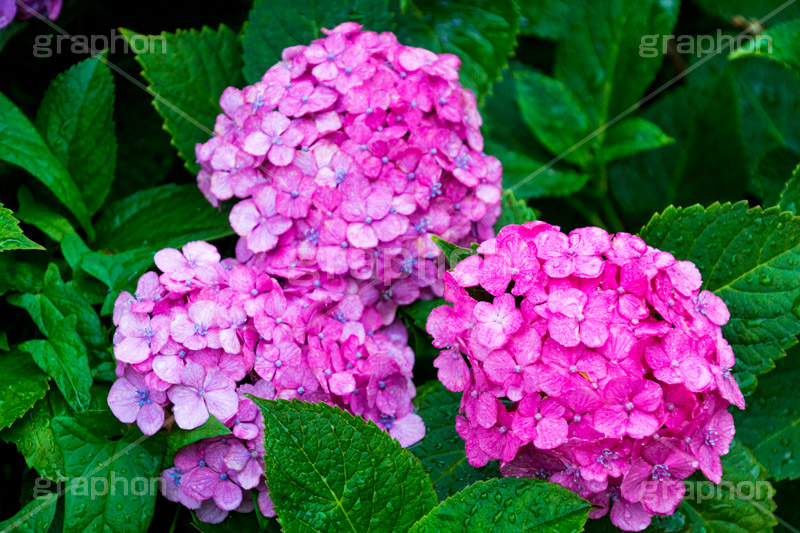 雨の日のあじさい,雨,あめ,梅雨,つゆ,あじさい,アジサイ,紫陽花,水滴,雨粒,小雨,rain,レイン,雨の日,花,ホンアジサイ,季語,フラワー,flower,6月