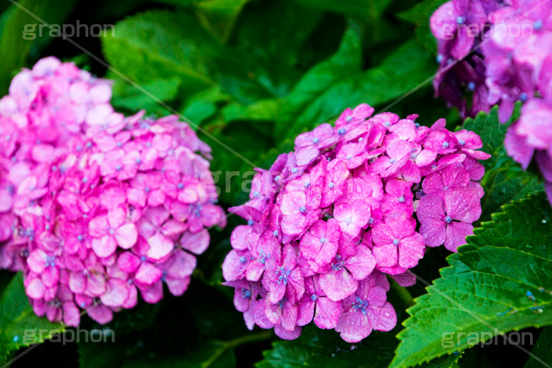 雨の日のあじさい,雨,あめ,梅雨,つゆ,あじさい,アジサイ,紫陽花,水滴,雨粒,小雨,rain,レイン,雨の日,花,ホンアジサイ,季語,フラワー,flower,6月
