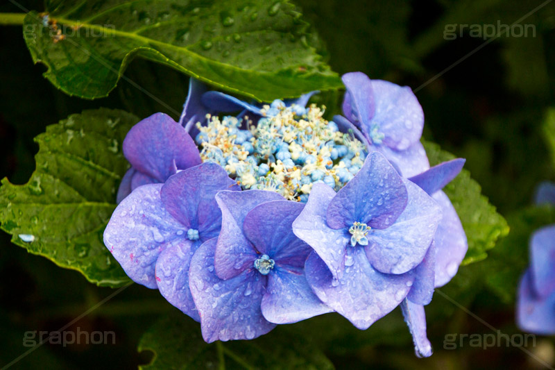 雨の日のあじさい,雨,あめ,梅雨,つゆ,あじさい,アジサイ,紫陽花,水滴,雨粒,小雨,rain,レイン,雨の日,花,ホンアジサイ,季語,フラワー,flower,6月