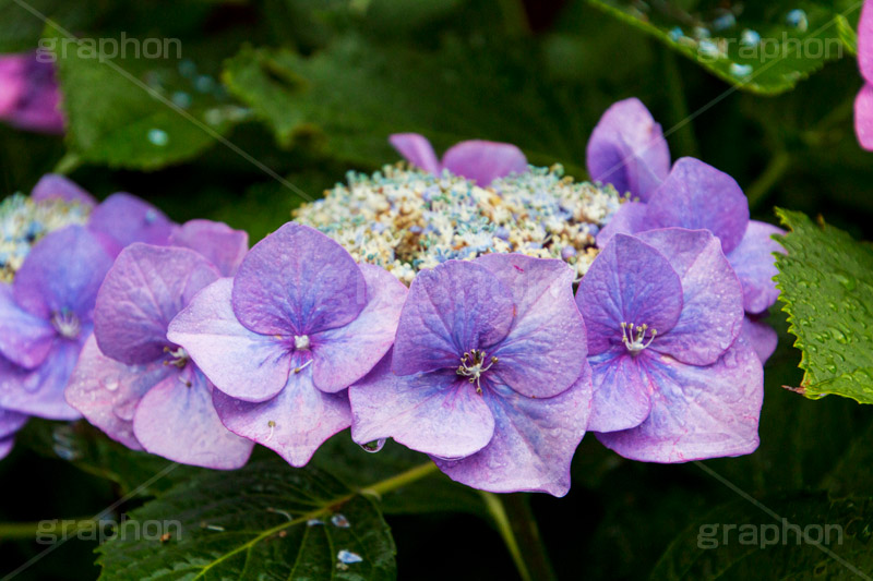 雨の日のあじさい,雨,あめ,梅雨,つゆ,あじさい,アジサイ,紫陽花,水滴,雨粒,小雨,rain,レイン,雨の日,花,ホンアジサイ,季語,フラワー,flower,6月