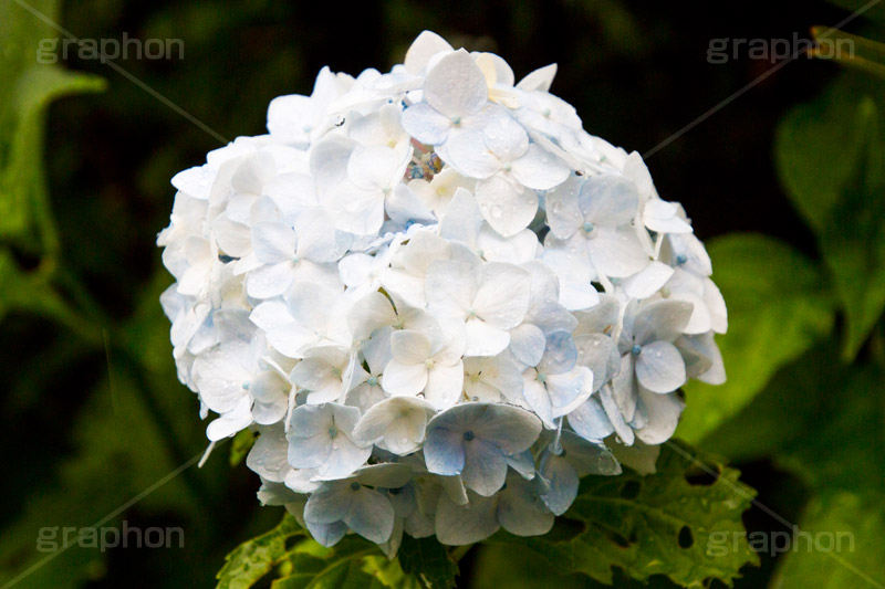 雨の日のあじさい,雨,あめ,梅雨,つゆ,あじさい,アジサイ,紫陽花,水滴,雨粒,小雨,rain,レイン,雨の日,花,ホンアジサイ,季語,フラワー,flower,6月