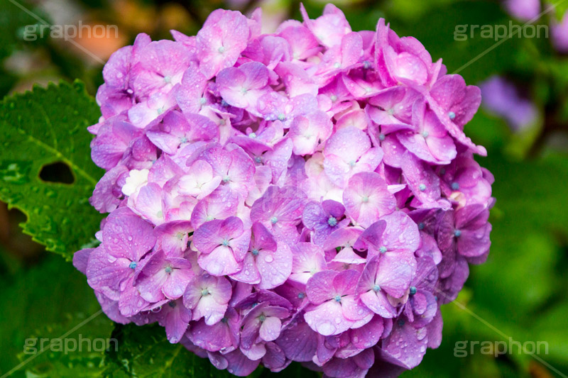 雨の日のあじさい,雨,あめ,梅雨,つゆ,あじさい,アジサイ,紫陽花,水滴,雨粒,小雨,rain,レイン,雨の日,花,ホンアジサイ,季語,フラワー,flower,6月