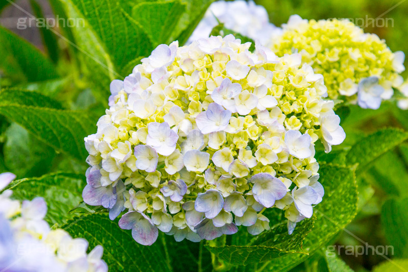 雨の日のあじさい,雨,あめ,梅雨,つゆ,あじさい,アジサイ,紫陽花,水滴,雨粒,小雨,rain,レイン,雨の日,花,ホンアジサイ,季語,フラワー,flower,6月
