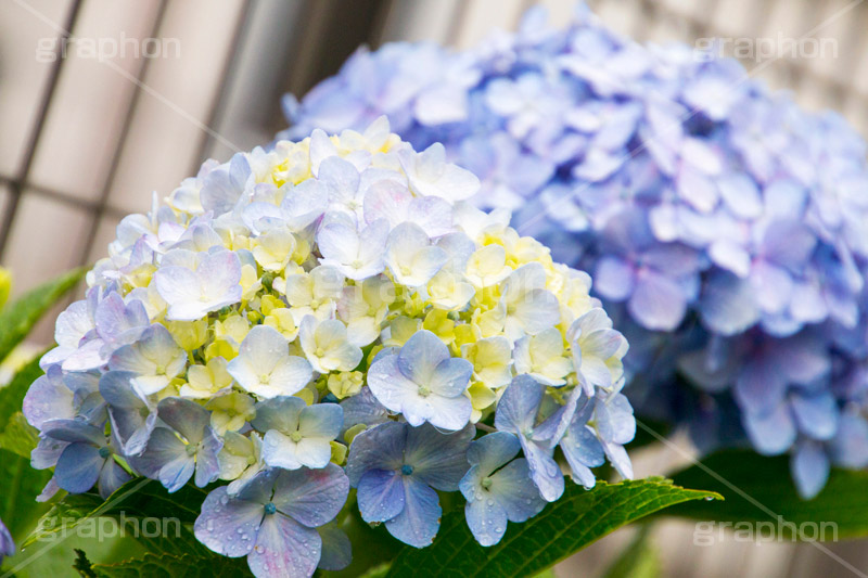 雨の日のあじさい,雨,あめ,梅雨,つゆ,あじさい,アジサイ,紫陽花,水滴,雨粒,小雨,rain,レイン,雨の日,花,ホンアジサイ,季語,フラワー,flower,6月