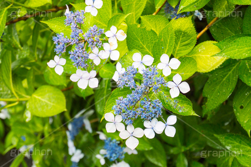雨の日のあじさい,雨,あめ,梅雨,つゆ,あじさい,アジサイ,紫陽花,水滴,雨粒,小雨,rain,レイン,雨の日,花,ホンアジサイ,季語,フラワー,flower,6月