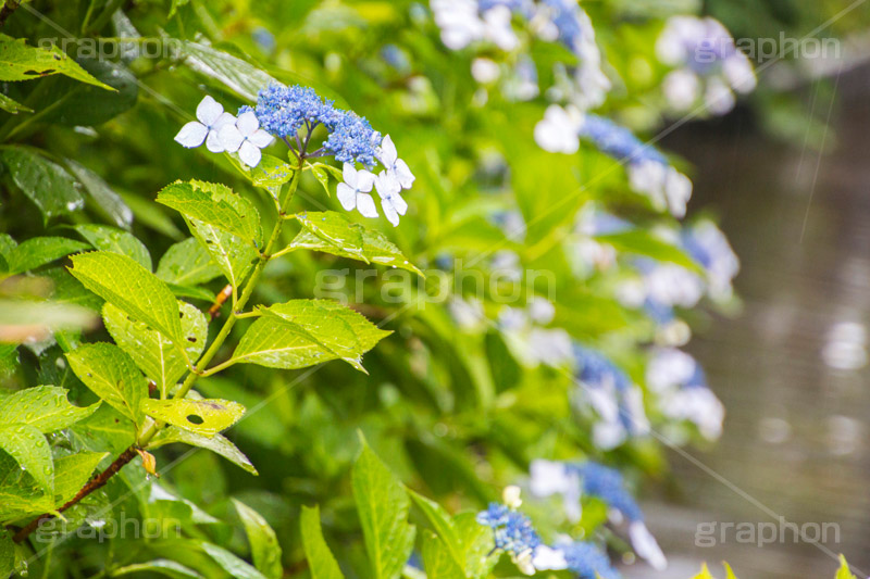 雨の日のあじさい,雨,あめ,梅雨,つゆ,あじさい,アジサイ,紫陽花,水滴,雨粒,小雨,rain,レイン,雨の日,花,ホンアジサイ,季語,フラワー,flower,6月
