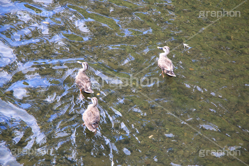 川,かわ,河原,河,流れ,鴨,かも,鳥,泳ぐ,水鳥,野鳥
