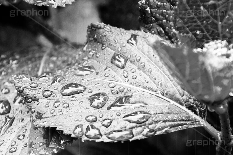 雨粒,モノクロ,白黒,しろくろ,モノクローム,単色画,単彩画,単色,葉,leaf
