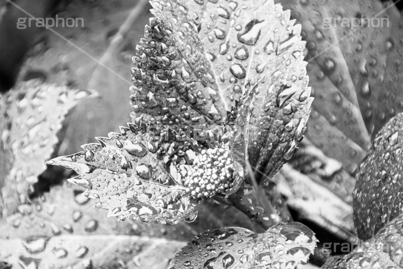 雨粒,モノクロ,白黒,しろくろ,モノクローム,単色画,単彩画,単色,葉,leaf