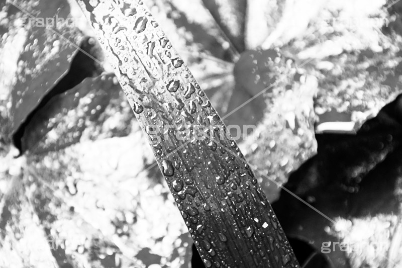 雨粒,モノクロ,白黒,しろくろ,モノクローム,単色画,単彩画,単色,葉,leaf