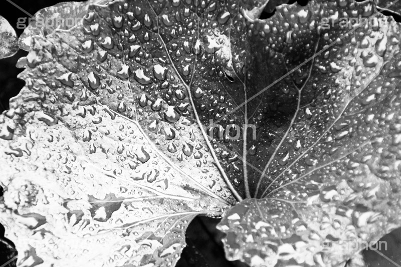 雨粒,モノクロ,白黒,しろくろ,モノクローム,単色画,単彩画,単色,葉,leaf