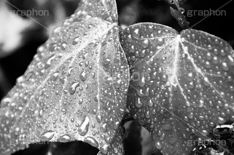 雨粒,モノクロ,白黒,しろくろ,モノクローム,単色画,単彩画,単色,葉,leaf