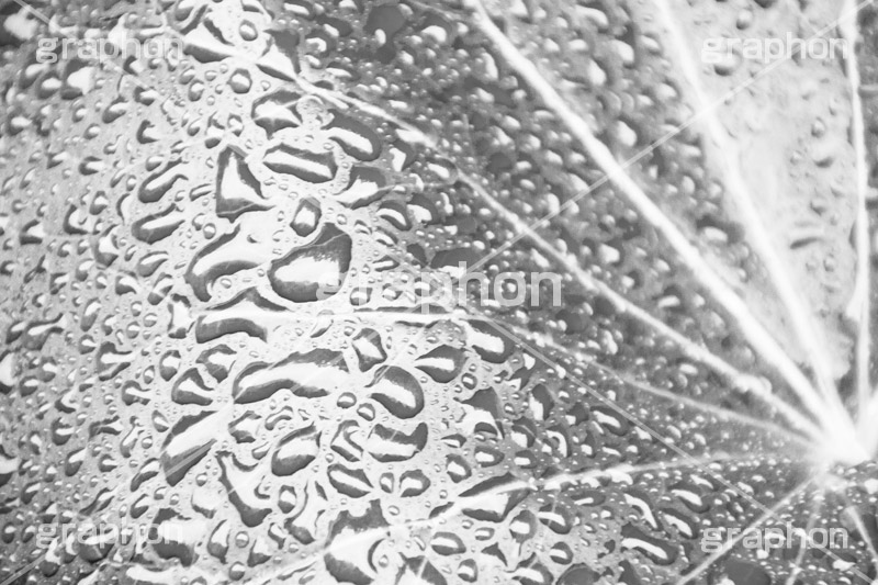 雨粒,モノクロ,白黒,しろくろ,モノクローム,単色画,単彩画,単色,葉,leaf