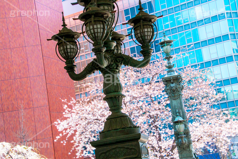 日本橋の桜,日本橋,橋,桜,さくら,サクラ,花見,お花見,花,お花,フラワー,はな,flower,綺麗,きれい,キレイ,満開,咲,春,blossom,japan,中央区