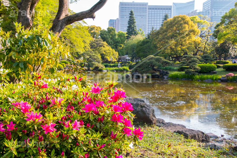 日比谷公園のツツジ,ツツジ,ツツジ科,ツツジ属,花,お花,フラワー,はな,flower,spring,咲,花弁,春,日比谷公園,千代田区,日比谷,公園,都立公園,霞が関,有楽町,都会,庭園,池,park,pond
