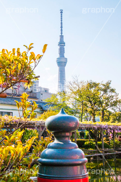 亀戸天神からのスカイツリー,亀戸天満神,亀戸天神,亀戸天満宮,藤まつり,藤の花,藤,ふじ,藤棚,藤だな,ふじ棚,紫,春,東宰府天満宮,神社,参拝,江東区,亀戸,天満宮,菅原道真,学問,天満大自在天神,天菩日命,skytree,japan,スカイツリー,tower,タワー,名所