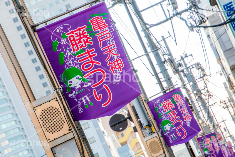 亀戸天神社の藤まつり,藤まつり,藤の花,藤,ふじ,藤棚,藤だな,ふじ棚,紫,春,花,お花,フラワー,亀戸天満神,亀戸天神,亀戸天満宮,東宰府天満宮,神社,参拝,江東区,亀戸,japan,旗,バナー