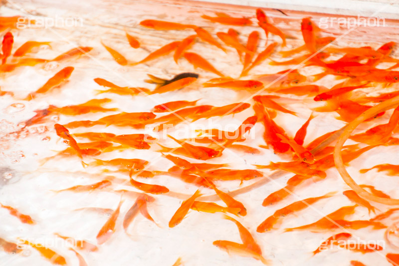 金魚すくい,金魚,きんぎょ,すくい,魚,夏祭り,祭り,出店,露店,屋台,夏,サマー,summer,festival,japan,夏休み,縁日,的屋,遊び,ゲーム