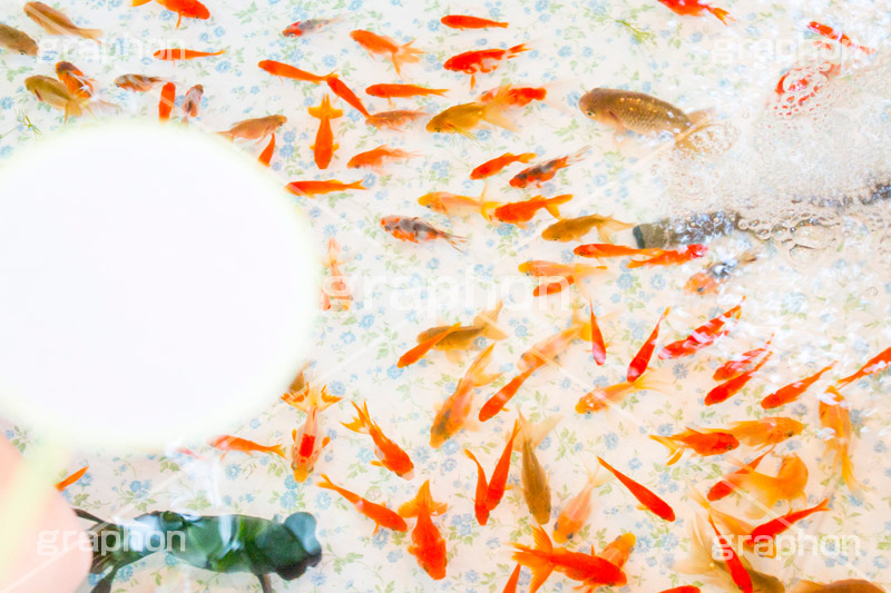 金魚すくい,金魚,きんぎょ,すくい,魚,夏祭り,祭り,出店,露店,屋台,夏,サマー,summer,festival,japan,夏休み,縁日,的屋,ポイ,遊び,ゲーム