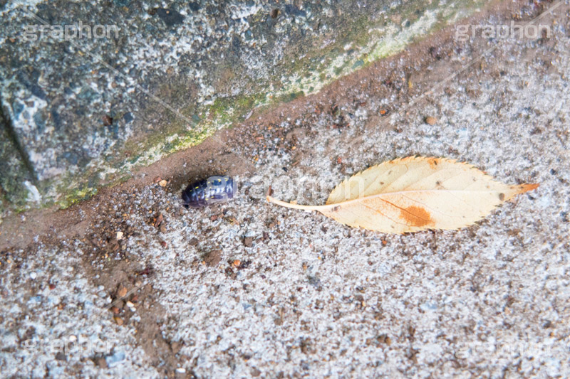 ダンゴムシ,虫,昆虫,地面,ダンゴ虫,砂利,ブロック,オカダンゴムシ,分解者,ワラジムシ,落ち葉