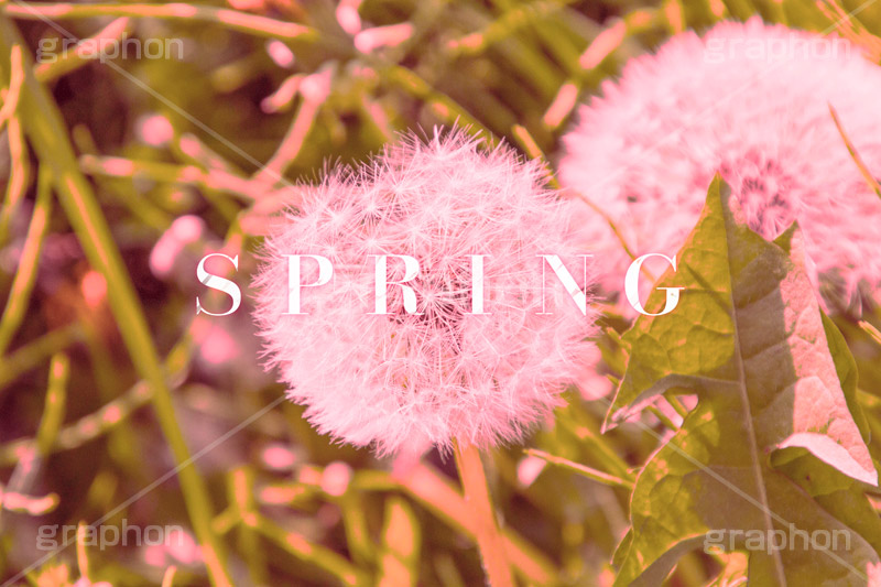 SPRING,スプリング,春,綿毛,フラワー,花,たんぽぽ,可愛い,かわいい,カワイイ,女子力キュート,tulip,cute,ヴィンテージ,ビンテージ,レトロ,お洒落,おしゃれ,オシャレ,味わい,text,message,文字,メッセージ