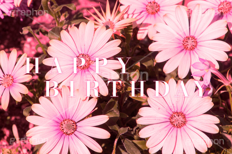 HAPPY BIRTHDAY,誕生日,バースデー,花,フラワー,可愛い,かわいい,カワイイ,女子力キュート,cute,flower,ヴィンテージ,ビンテージ,レトロ,お洒落,おしゃれ,オシャレ,味わい,text,message,文字,メッセージ