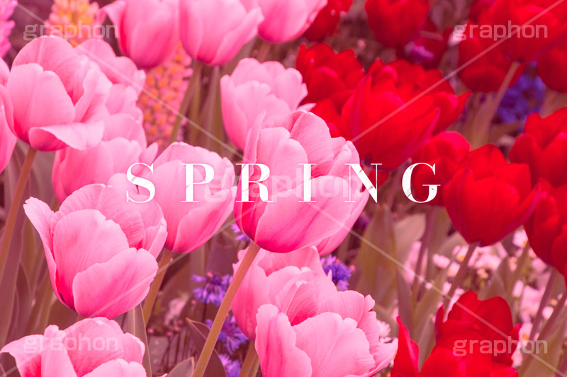 SPRING,スプリング,春,チューリップ,フラワー,花,可愛い,かわいい,カワイイ,女子力キュート,tulip,cute,ヴィンテージ,ビンテージ,レトロ,お洒落,おしゃれ,オシャレ,味わい,text,message,文字,メッセージ