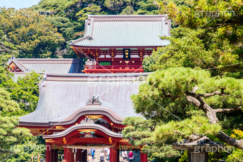 鶴岡八幡宮,神社,神奈川,鎌倉,国幣中社,武家源氏,観光,japan
