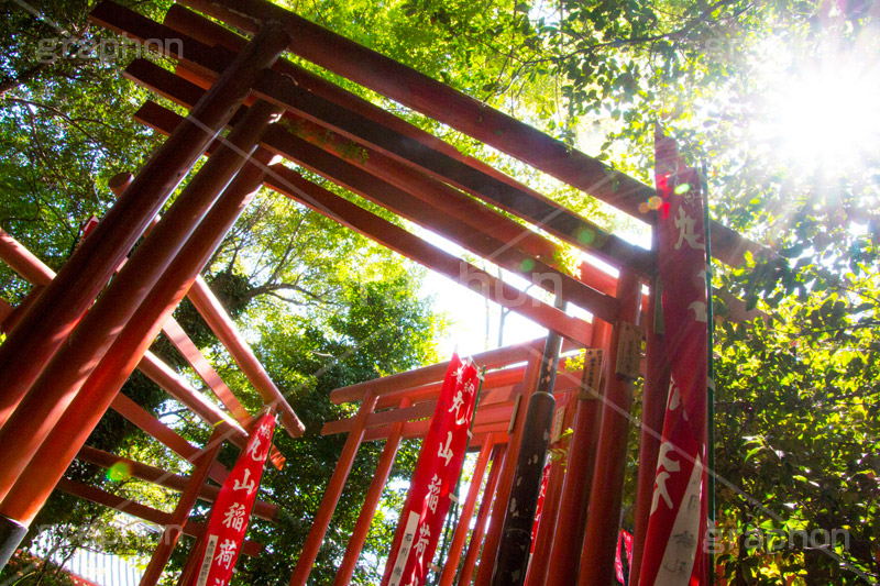 丸山稲荷社,鶴岡八幡宮,神社,神奈川,鎌倉,国幣中社,武家源氏,観光,japan,参拝,お参り,鳥居,旗,逆光,フレア,flare