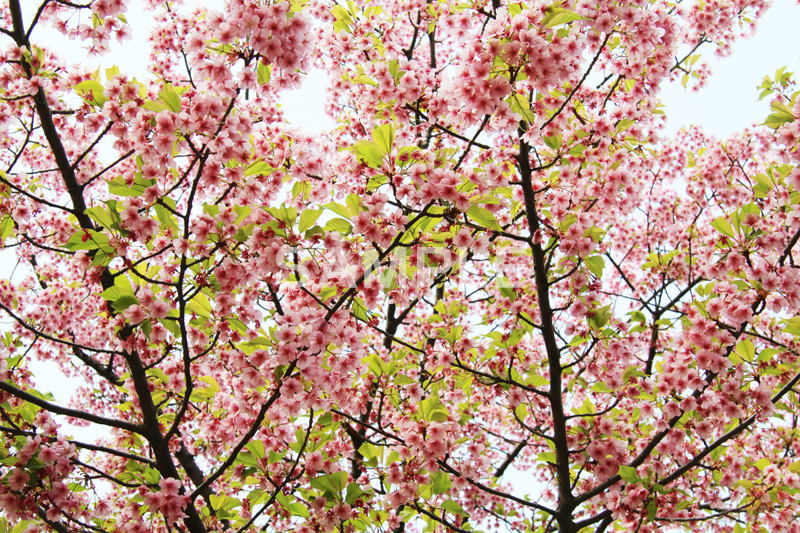 葉桜-河津桜,桜,河津桜,さくら,サクラ,桜まつり,花見,お花見,花,お花,フラワー,はな,咲,春,ひな祭り,雛祭り,ひなまつり,flower,blossom,japan