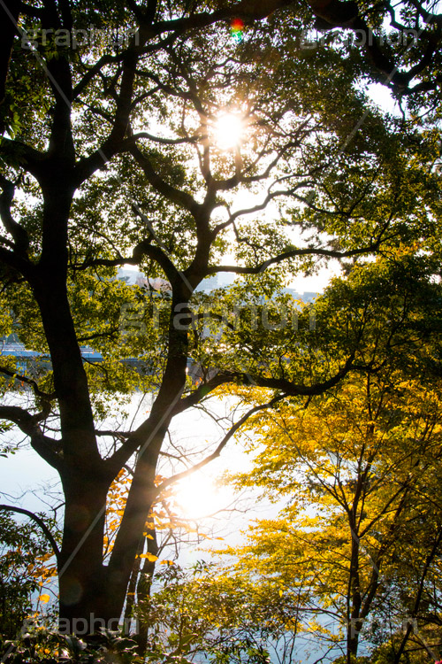 秋の北の丸公園,北の丸公園,千代田区,皇居,国民公園,公園,江戸城,千鳥ヶ淵公園,九段下,武道館,秋,紅葉,park,autumn,逆光,フレア,flare,堀